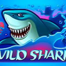 Wild Shark